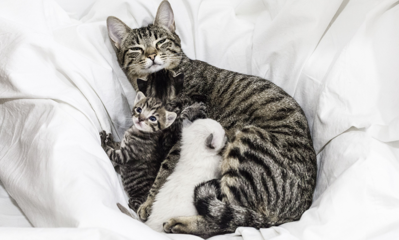 Kittens with her Mother 