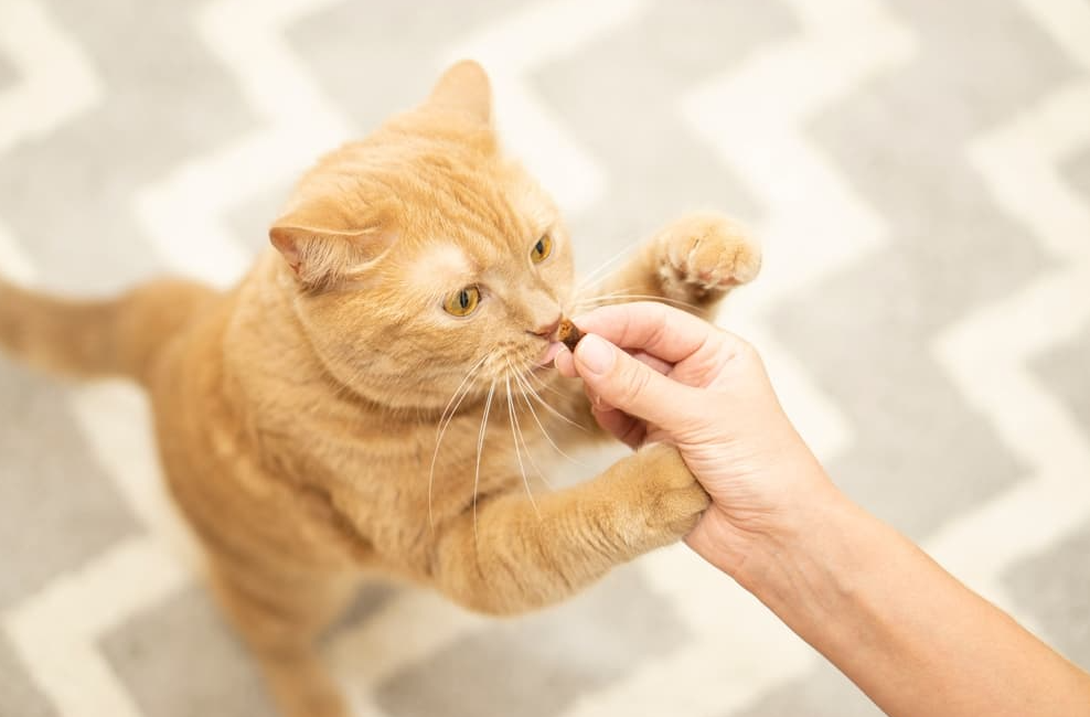 clicker training for cats