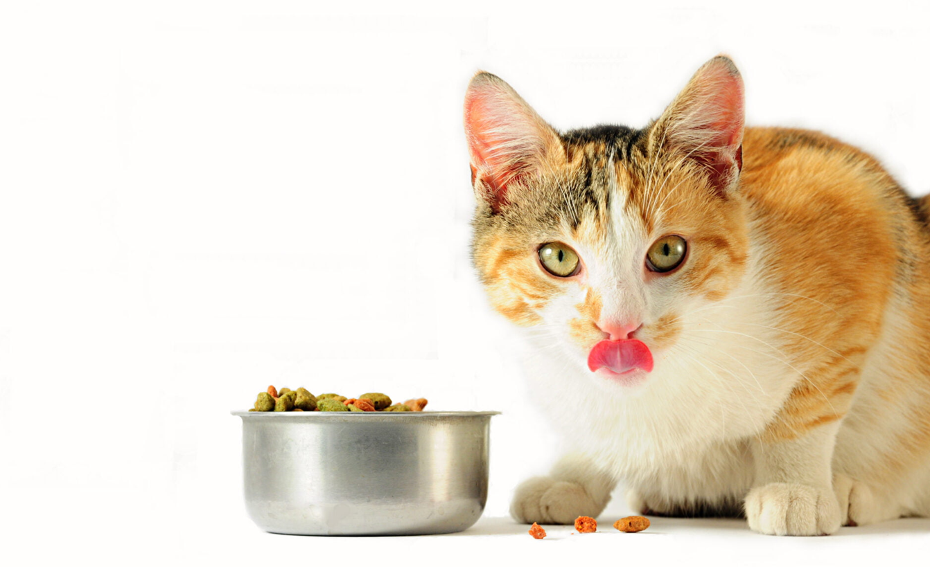 Organic kitten food options