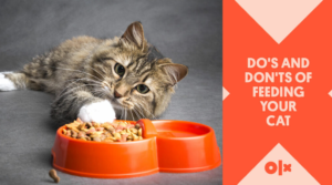 Kitten feeding dos and don’ts