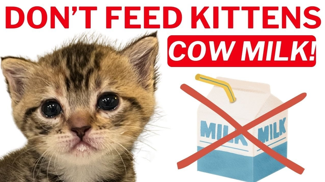 Don't feed kittens cow milk