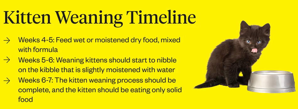 Kitten weaning timeline