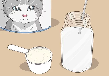 Homemade Kitten Formula Recipe