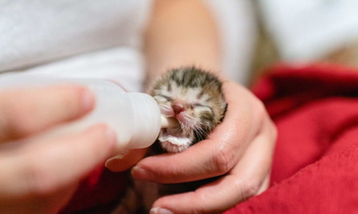 Feed a Newborn Kitten