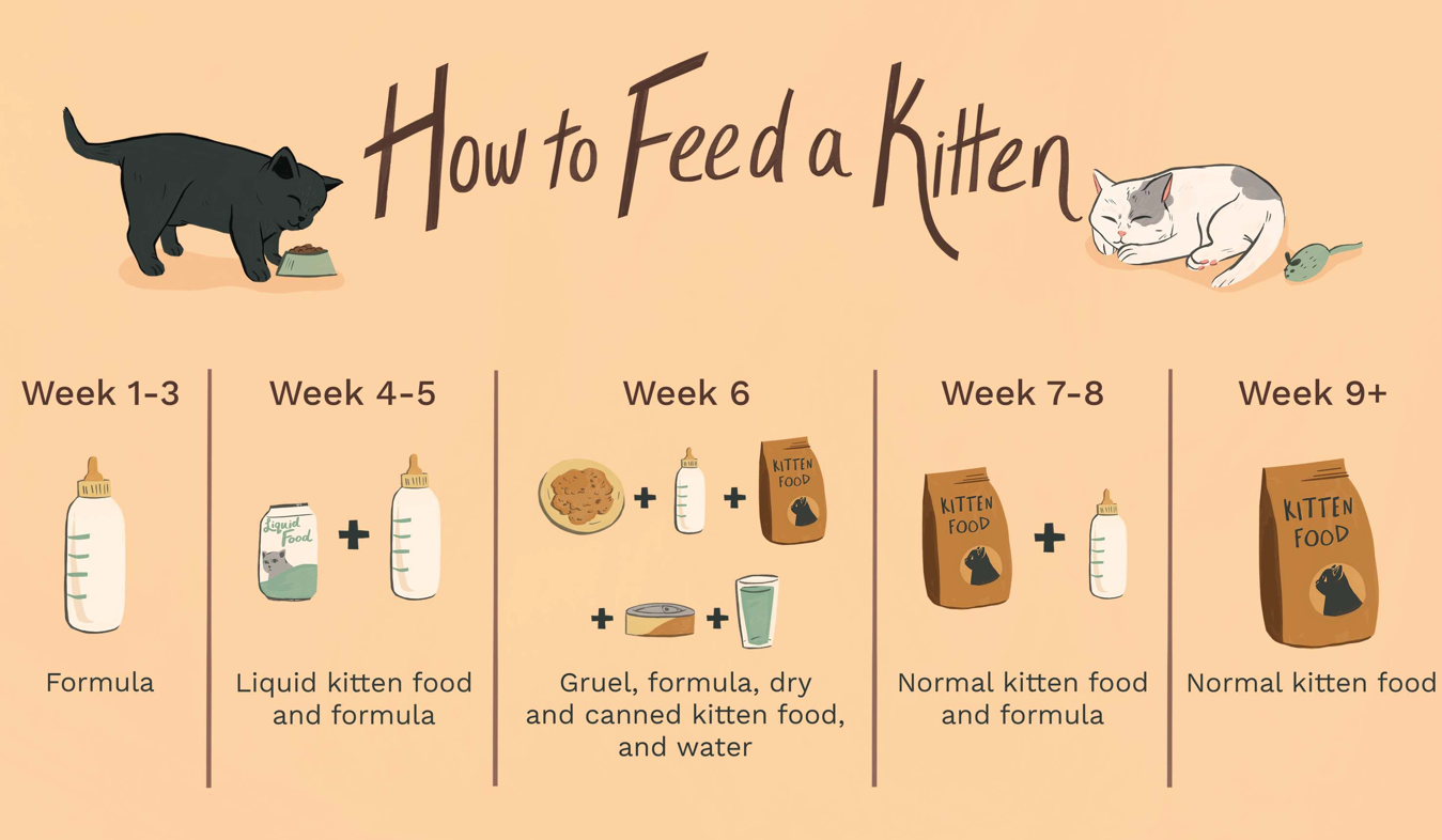 How often to feed kittens