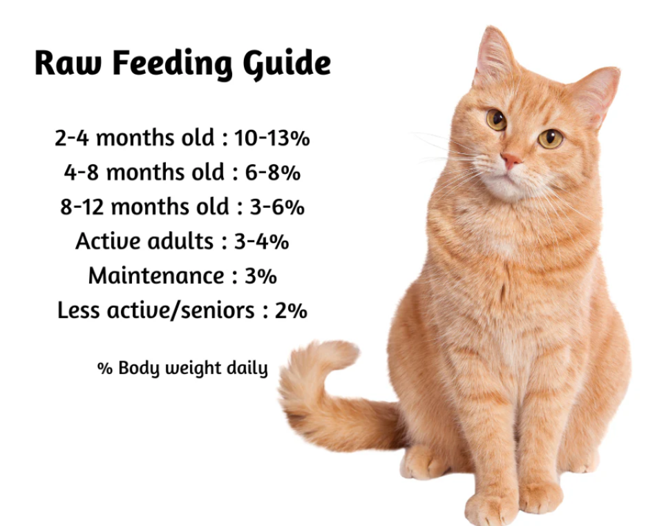 How often to feed a 6 month old kitten best sale