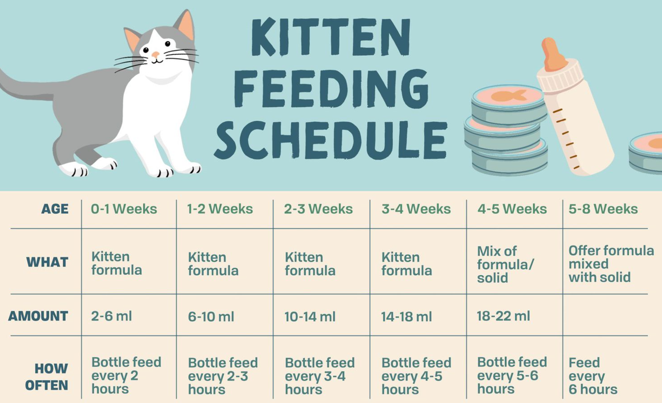 Kitten feeding schedule