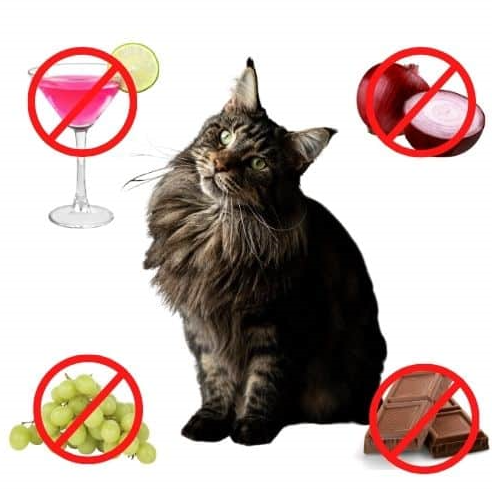 Foods NOT TO Feed a Kitten