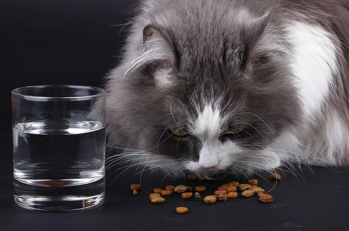 cat eating dry food