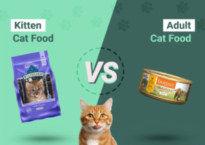 Kitten food vs. Cat food