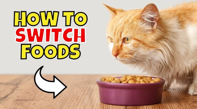 How to Switch Kitten's Food