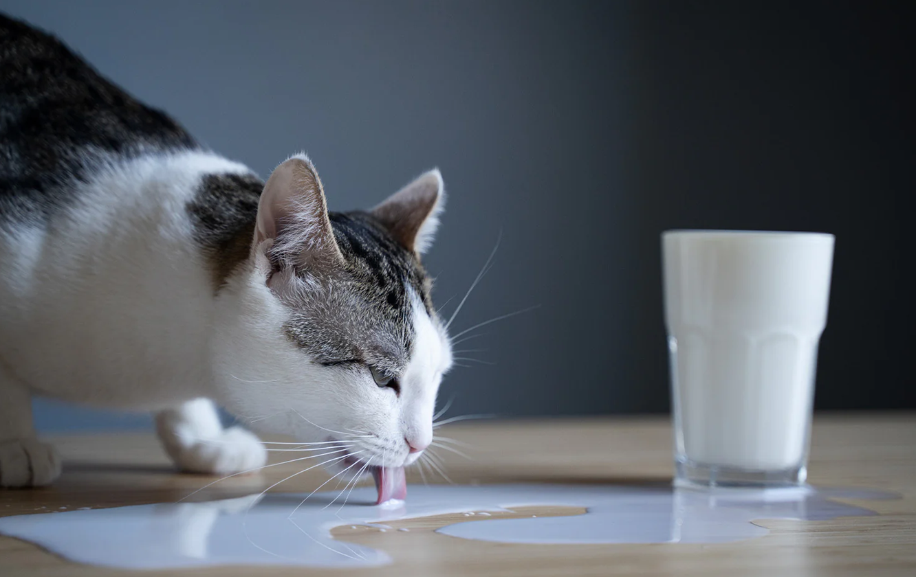 Kittens and Cats Drink Milk