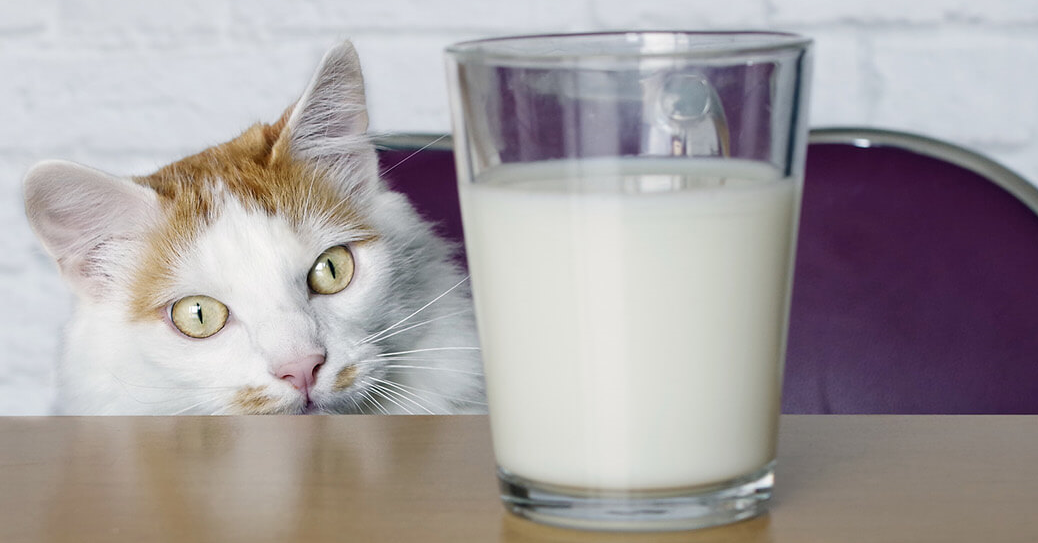 kitten saw milk