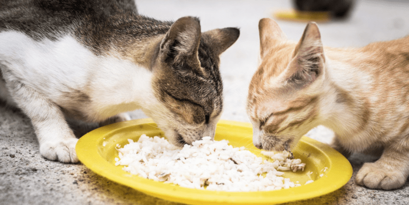 Can Cats Eat Rice Important Facts and Feeding Advice