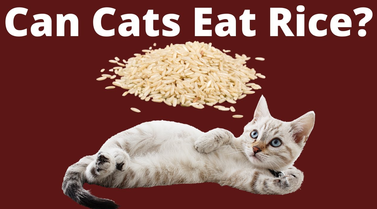 Can Cats Eat Rice?