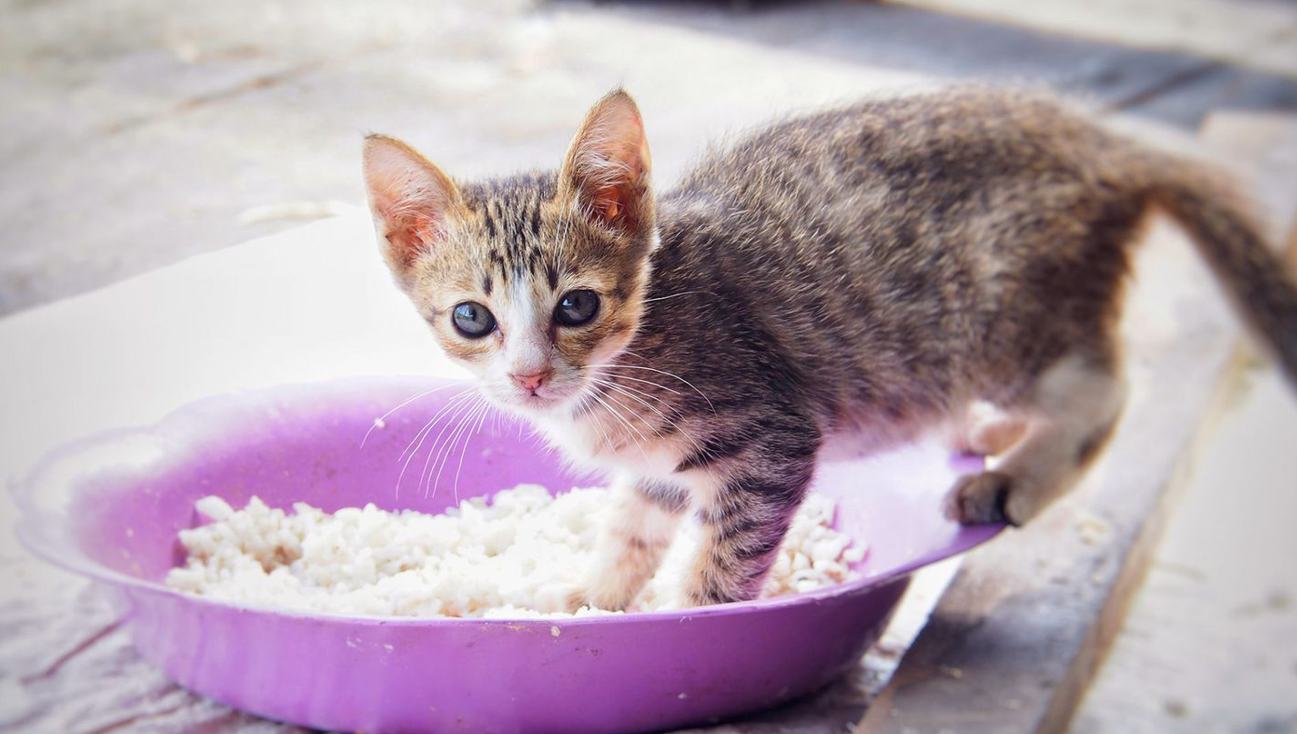 Feed Cat Rice Safely