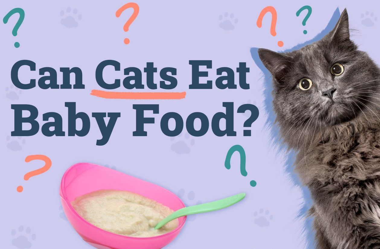 Can Baby Cats Eat Baby Food?