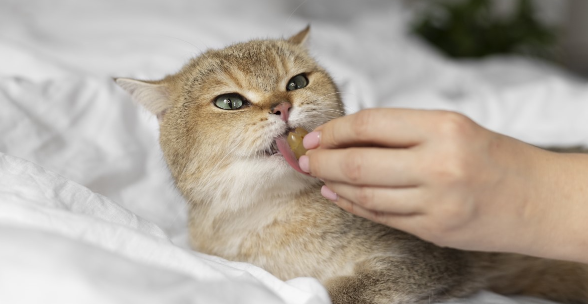 Feed Baby Food for a Sick Cat