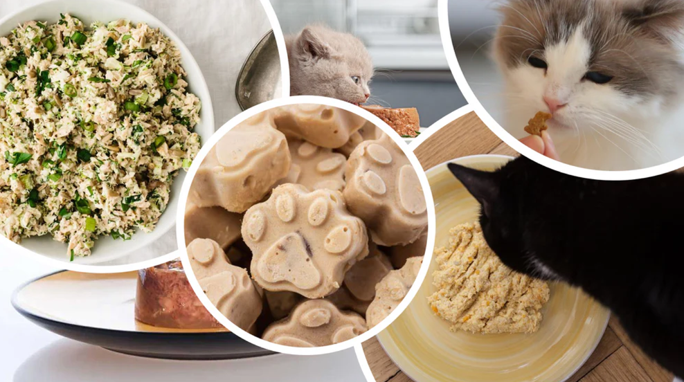 delicious homemade recipes  for  cat!