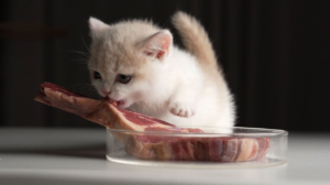 Raw Meat for Kittens