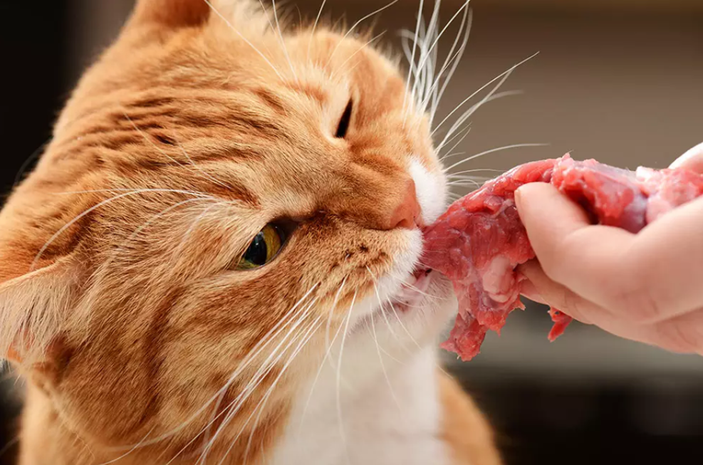 Feeding Raw Meat to Cats