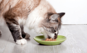 wet food for cats