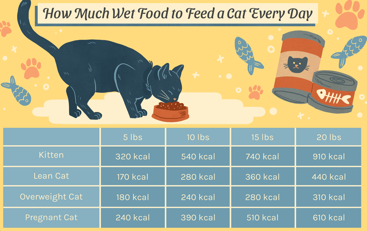 How Much Wet Food to feed a cat everyday