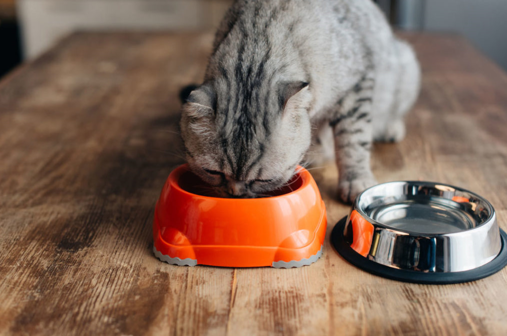 Kittens Allowed to Eat and Drink