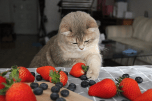 fruits safe for cats