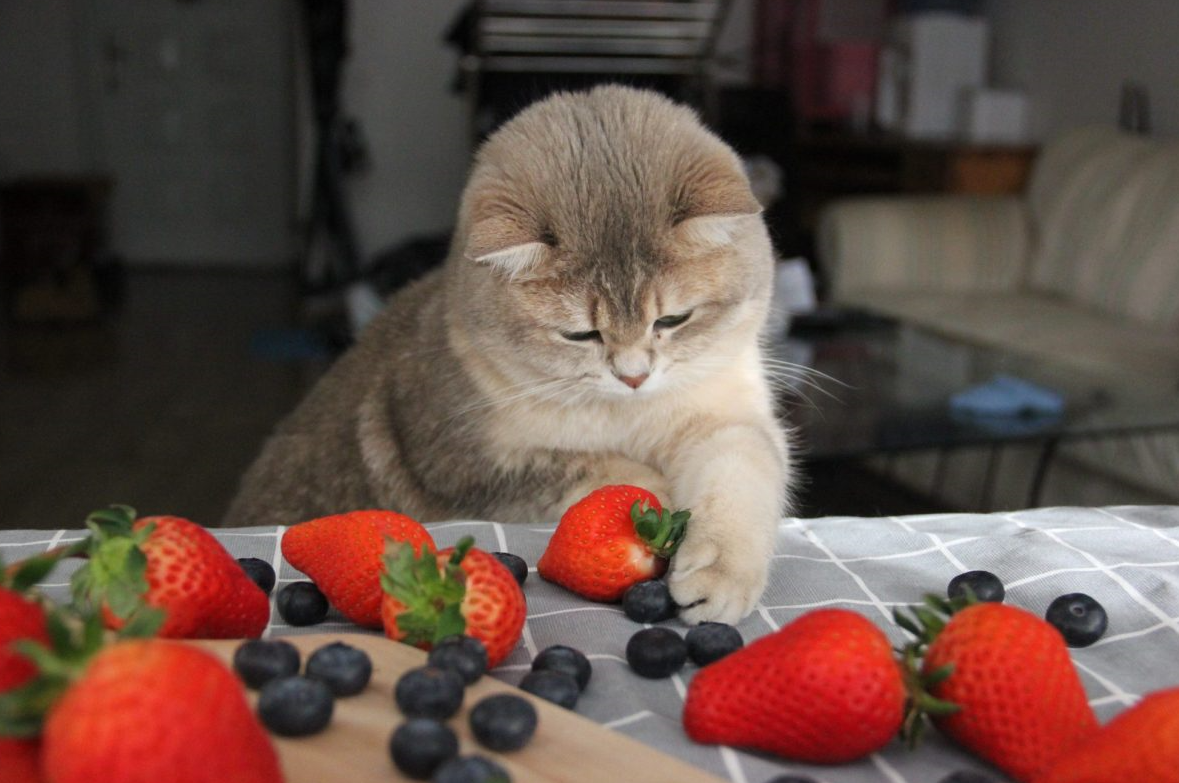 Top Fruits Safe for Cats Healthy Snacks Your Cat Will Love