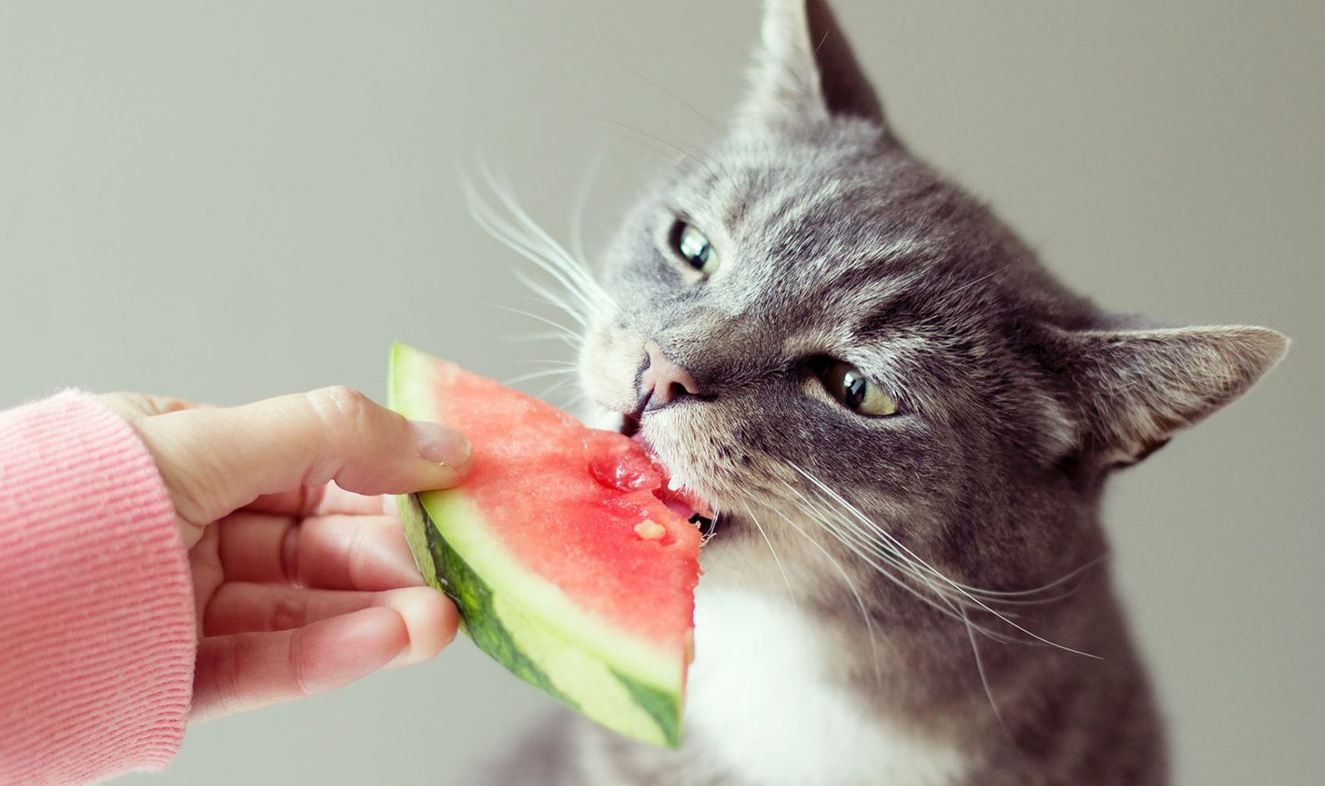 Cats Eat Watermelon