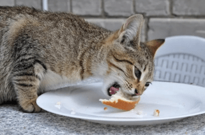 Can Cats Eat Bread