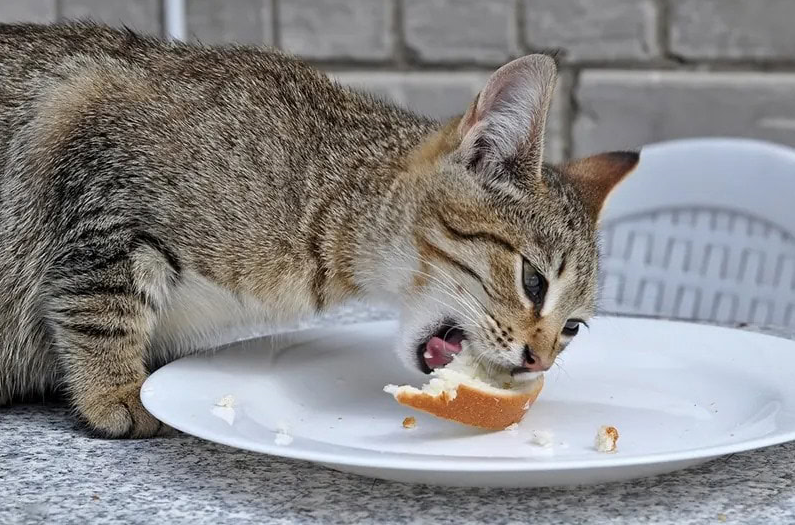 Can Cats Eat Bread