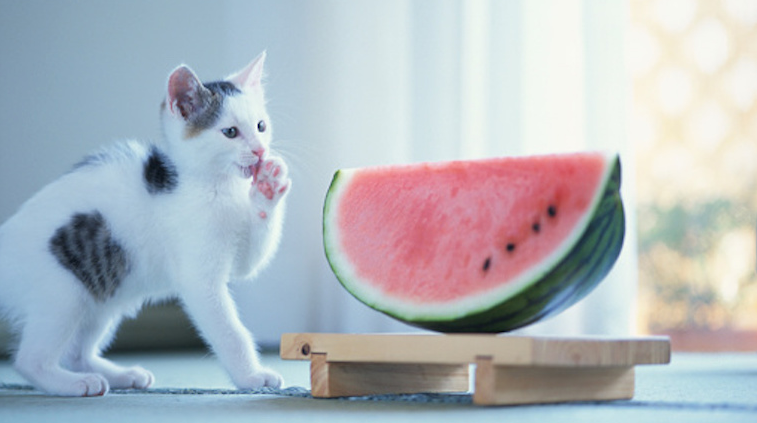 Can Cats Eat Watermelon Health Benefits and Risks