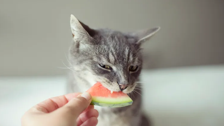 Giving a piece of watermelon to a cat