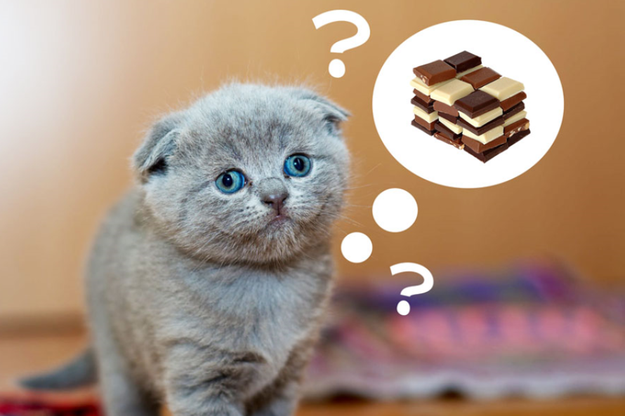 The cat is thinking about whether to eat chocolate