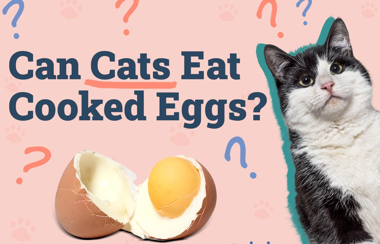 Can cats eat eggs best sale