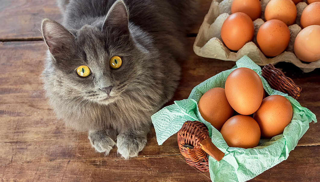 a cat with many eggs