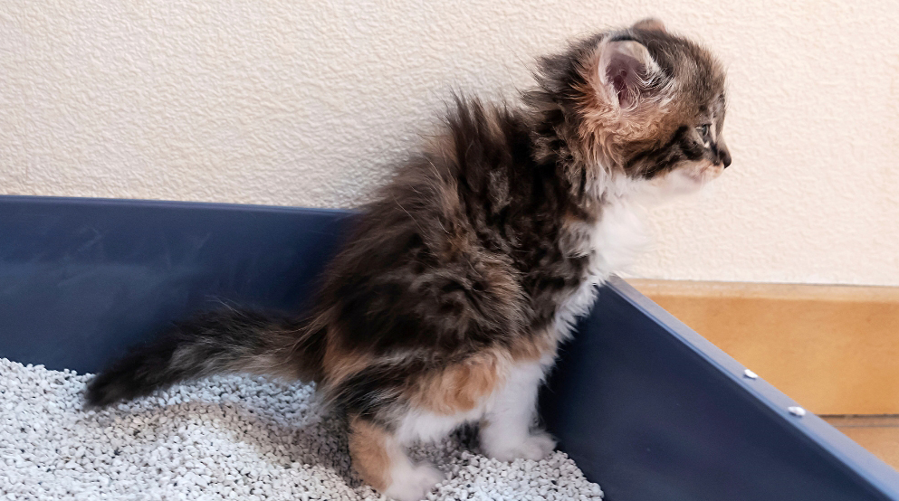 Kitten Constipation and Its Treatment