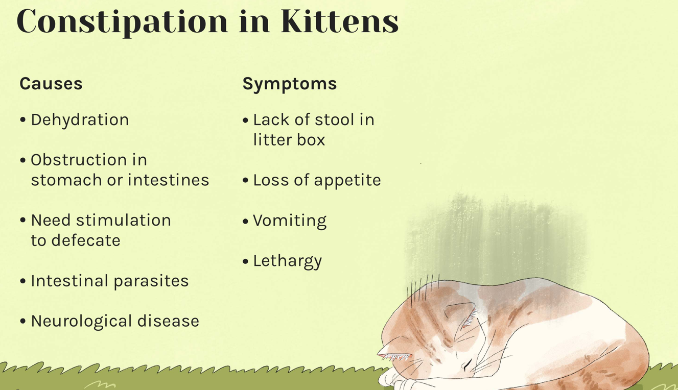 Symptom of Kitten Constipation