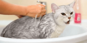 How to Bathe a Kitten