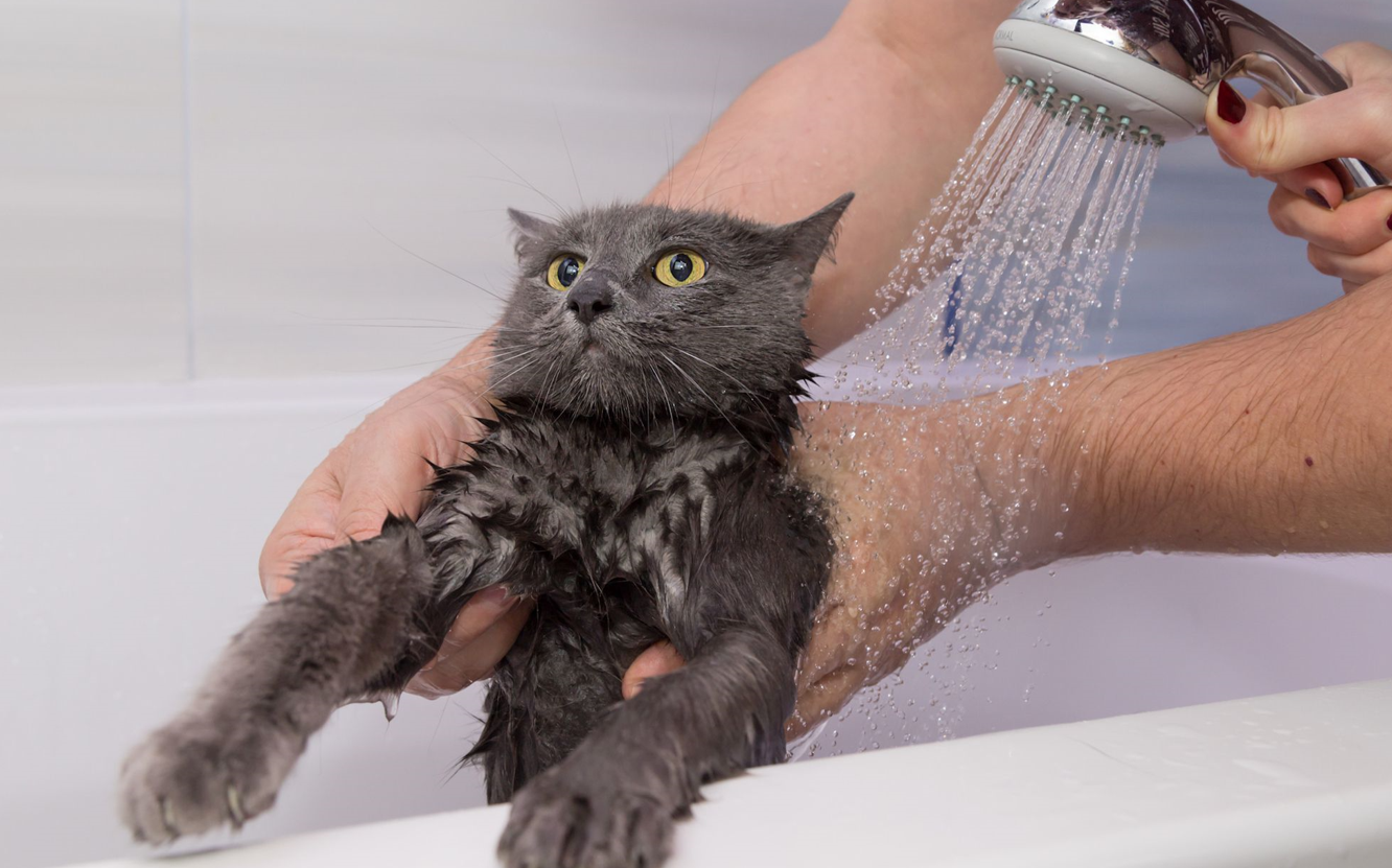 bath time a kitten