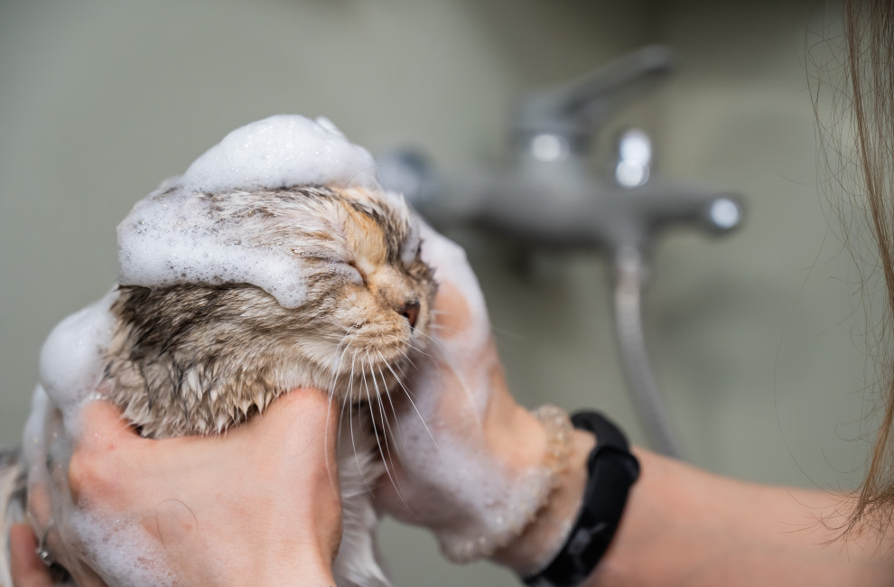 kitten use shampo in bath time