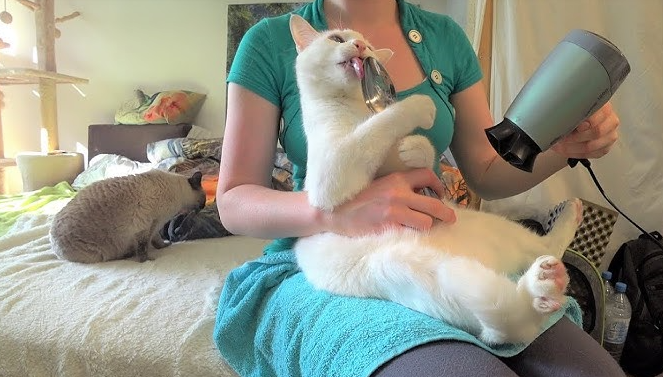 Proper Techniques for Drying Kitten