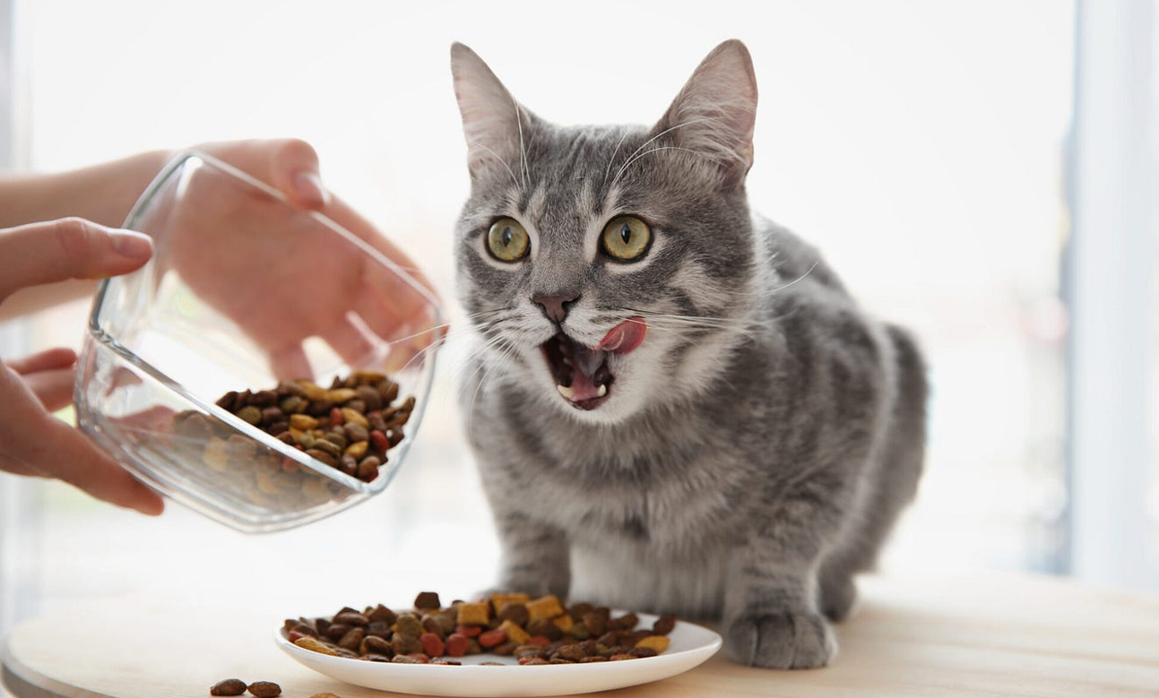 taurine in cat food