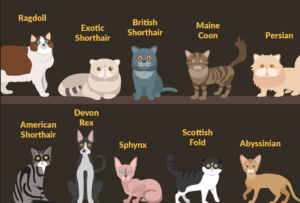 Popular Cat Breeds