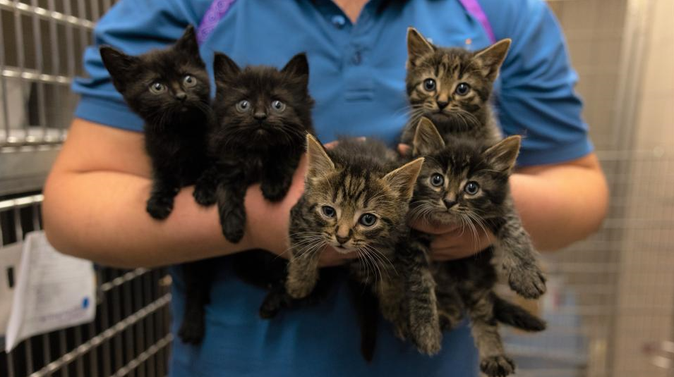 Post-adoption care for kittens