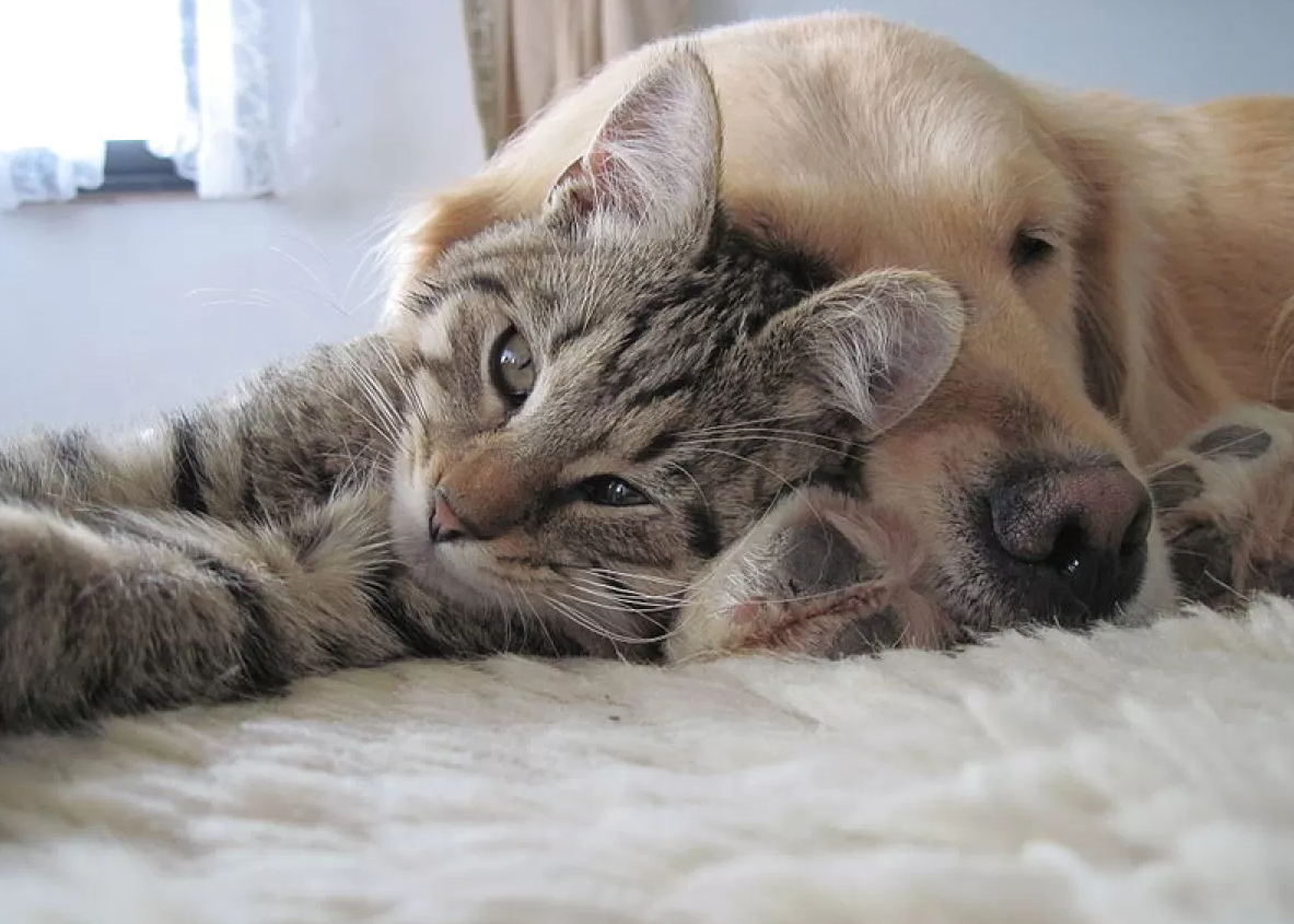 cat and dog 