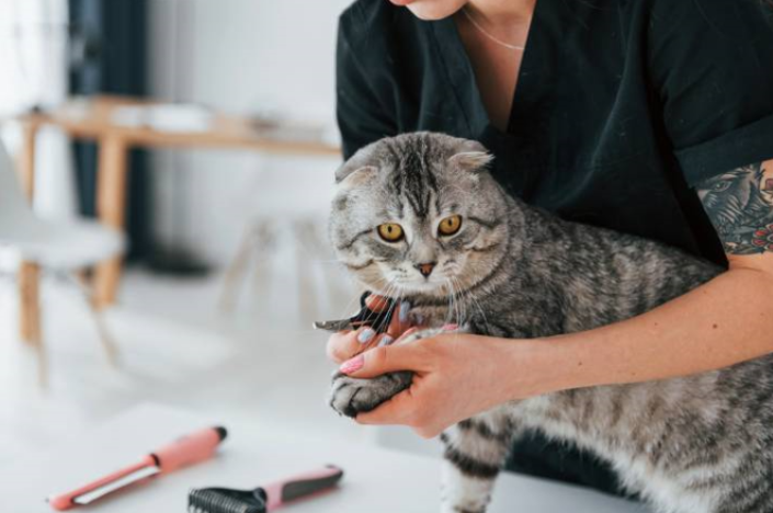  time  spend on grooming for cat