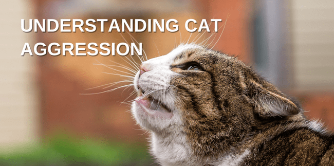 cat Aggression